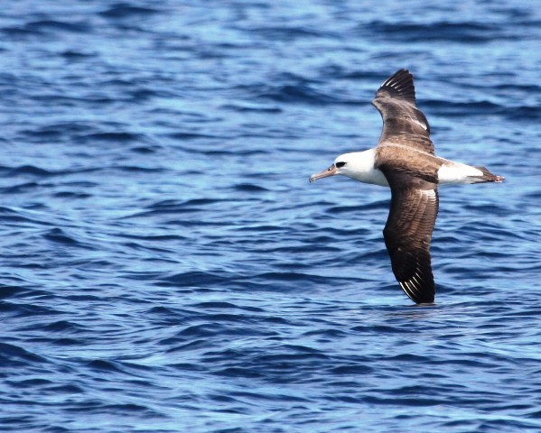 Laysan Albatross